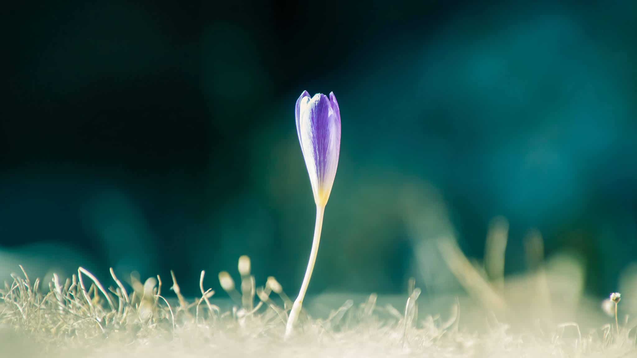 Close up shot of small purple flower