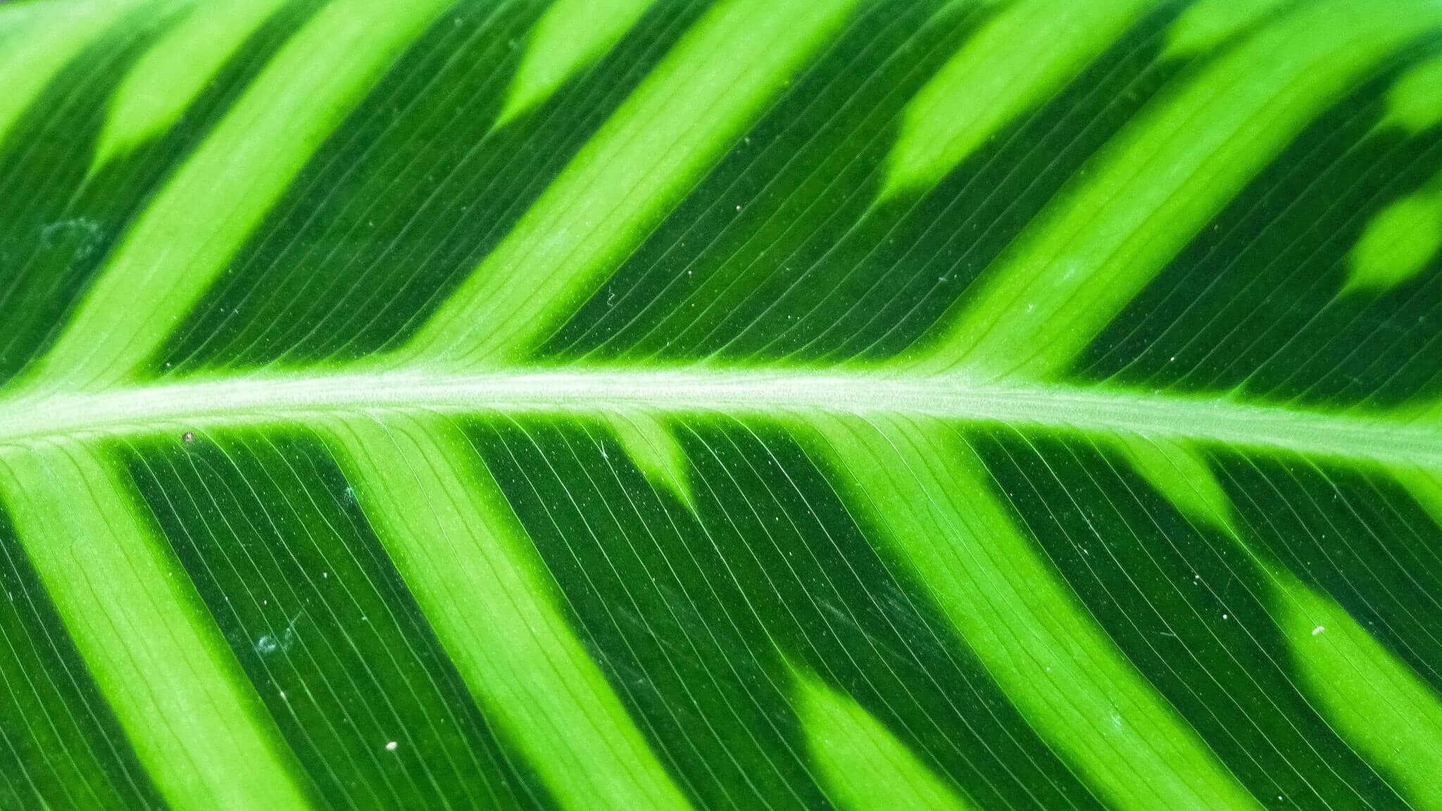Close up of plant leaf with light and dark green patches